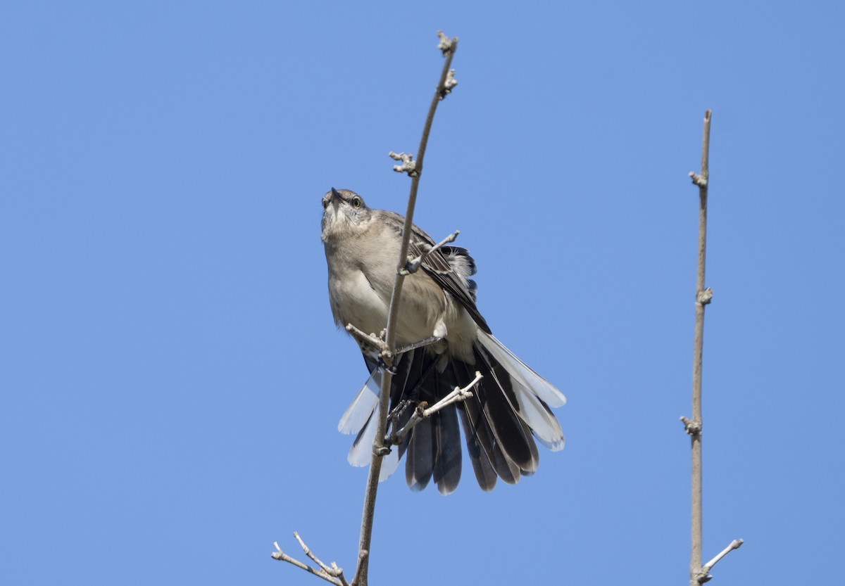 Northern Mockingbird - ML645272533