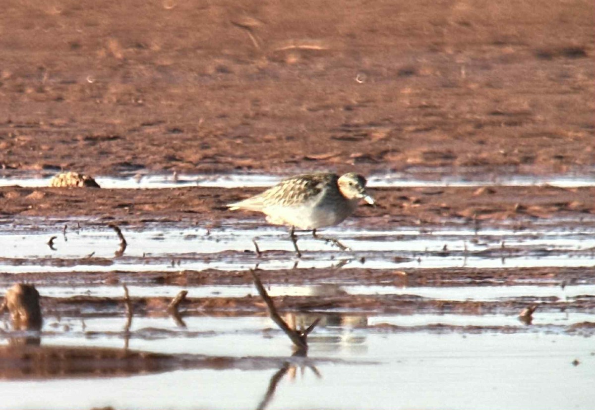 Baird's Sandpiper - ML645272534
