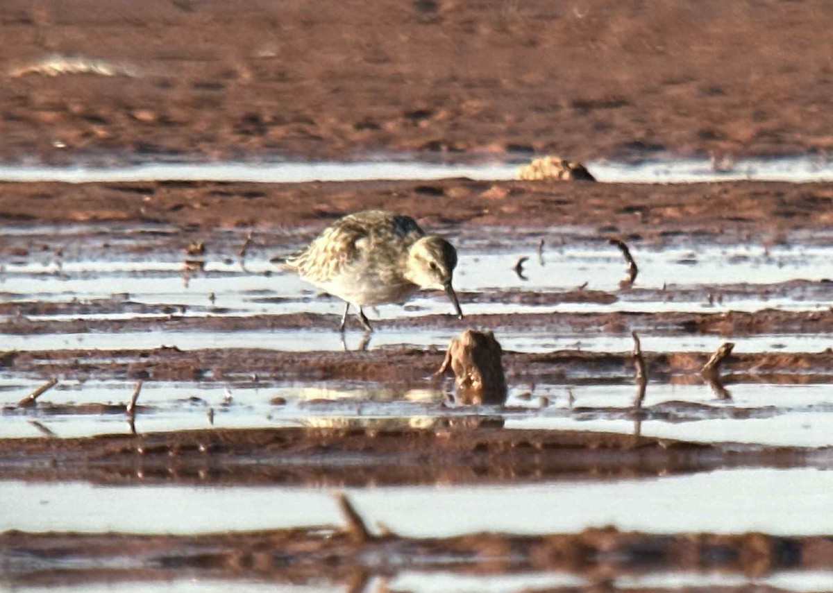 Baird's Sandpiper - ML645272535