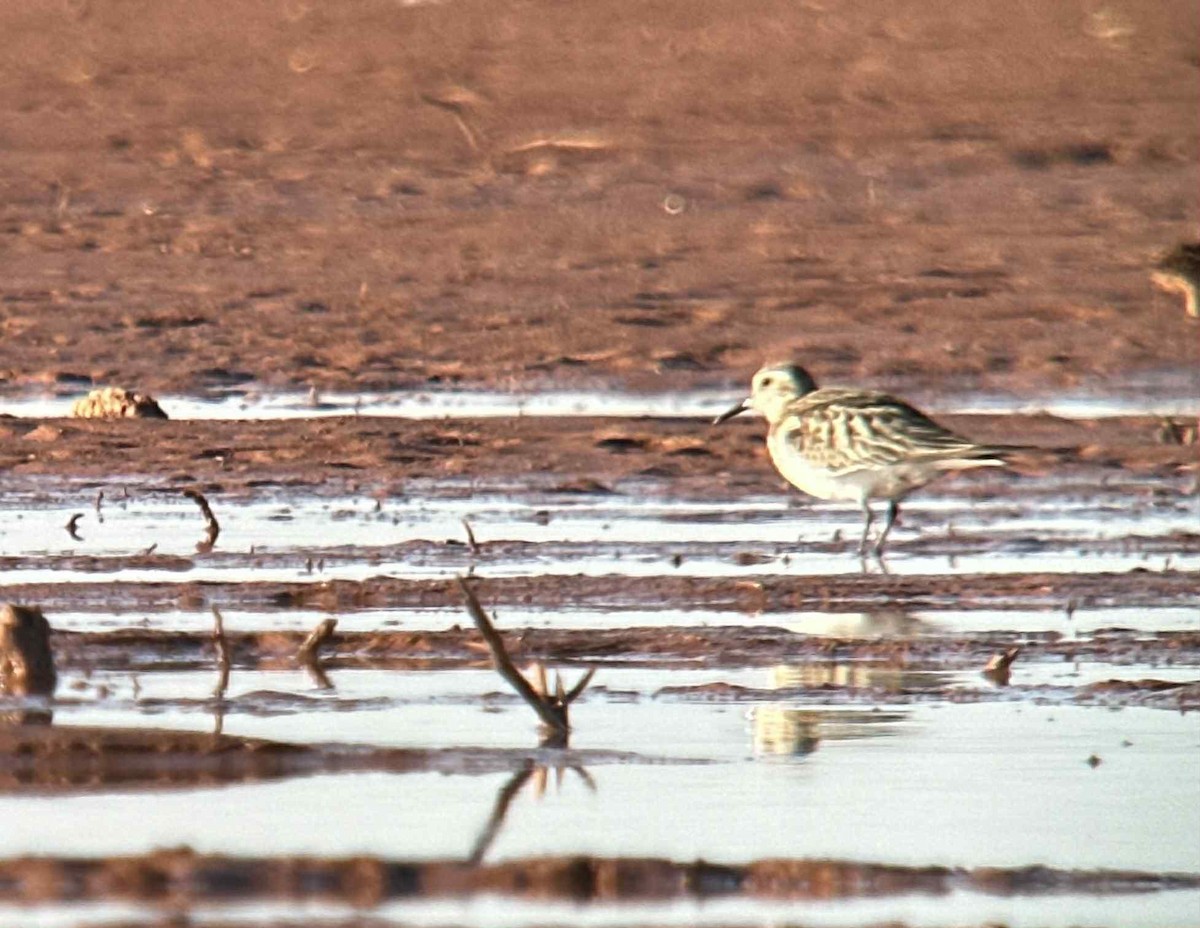 Baird's Sandpiper - ML645272536