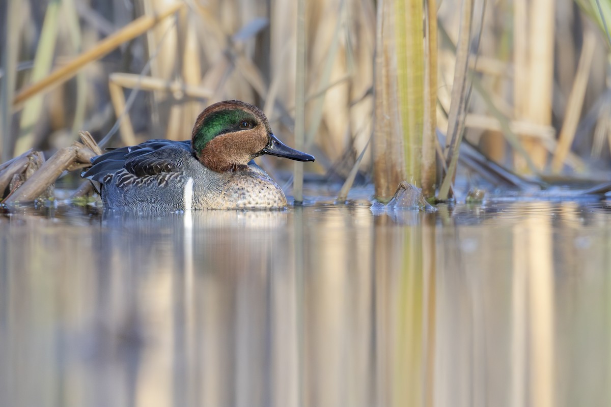 小水鴨 - ML645272541