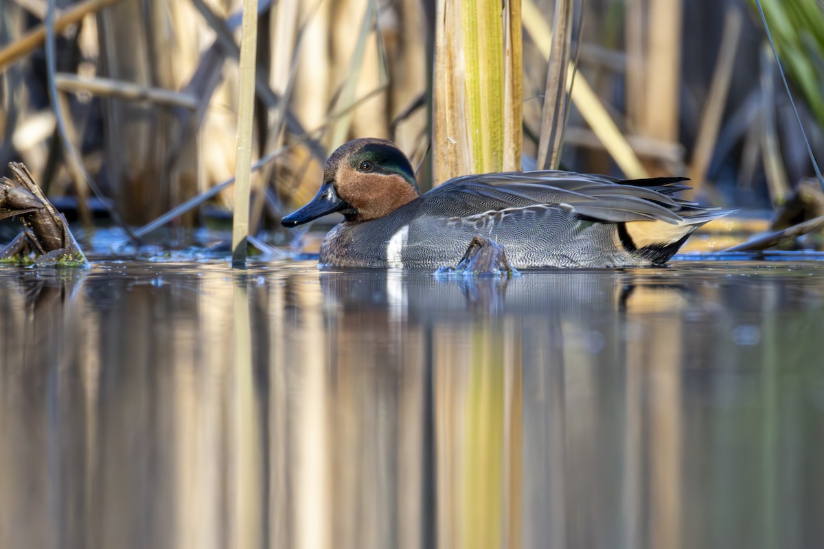 小水鴨 - ML645272542