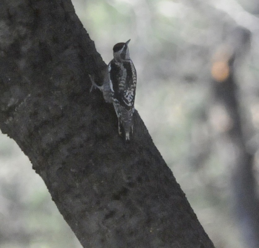 Yellow-bellied x Red-naped Sapsucker (hybrid) - ML645272548