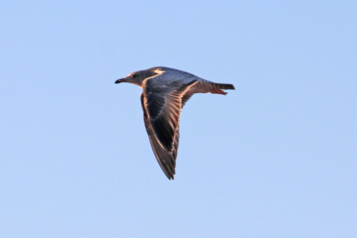 American Herring Gull - ML645272549