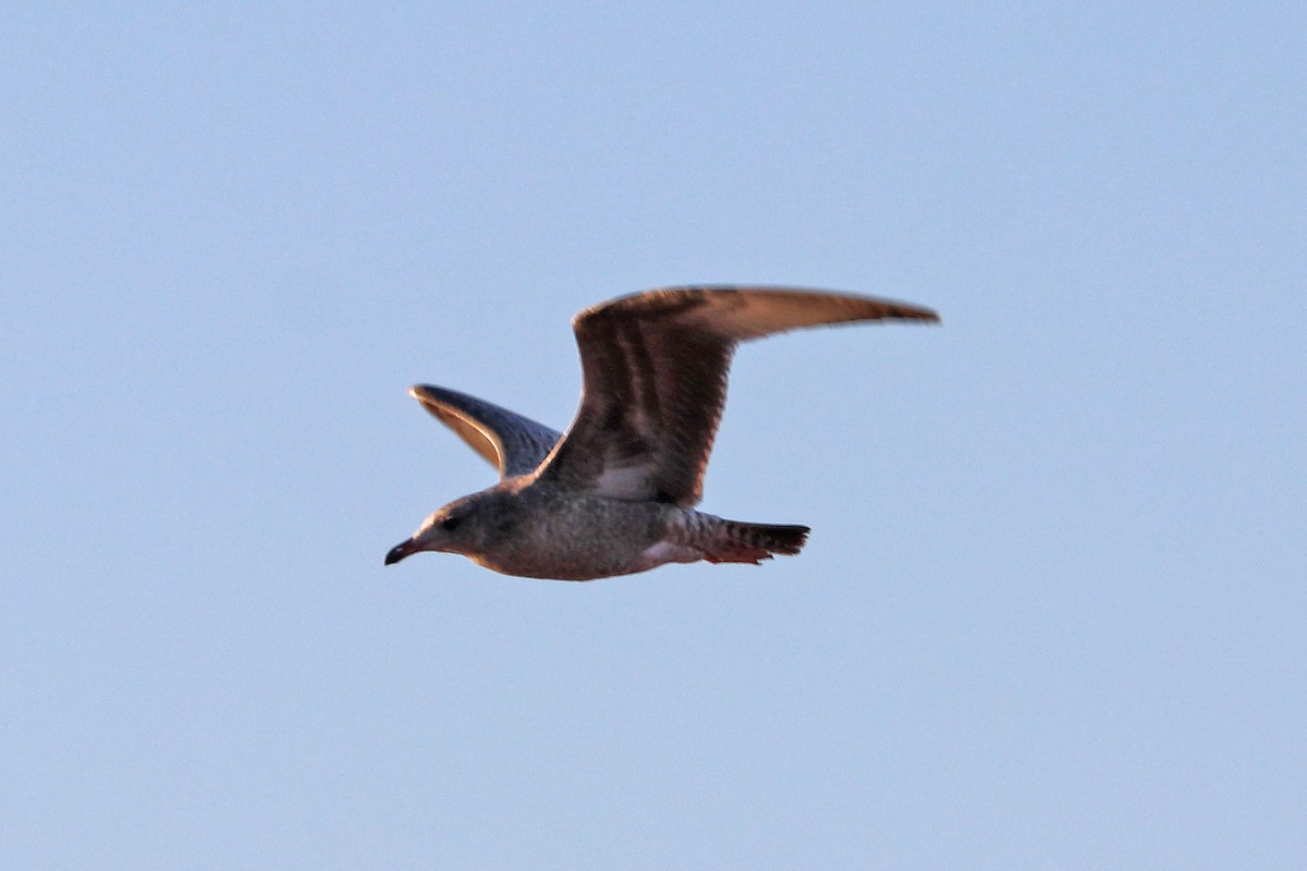 American Herring Gull - ML645272550