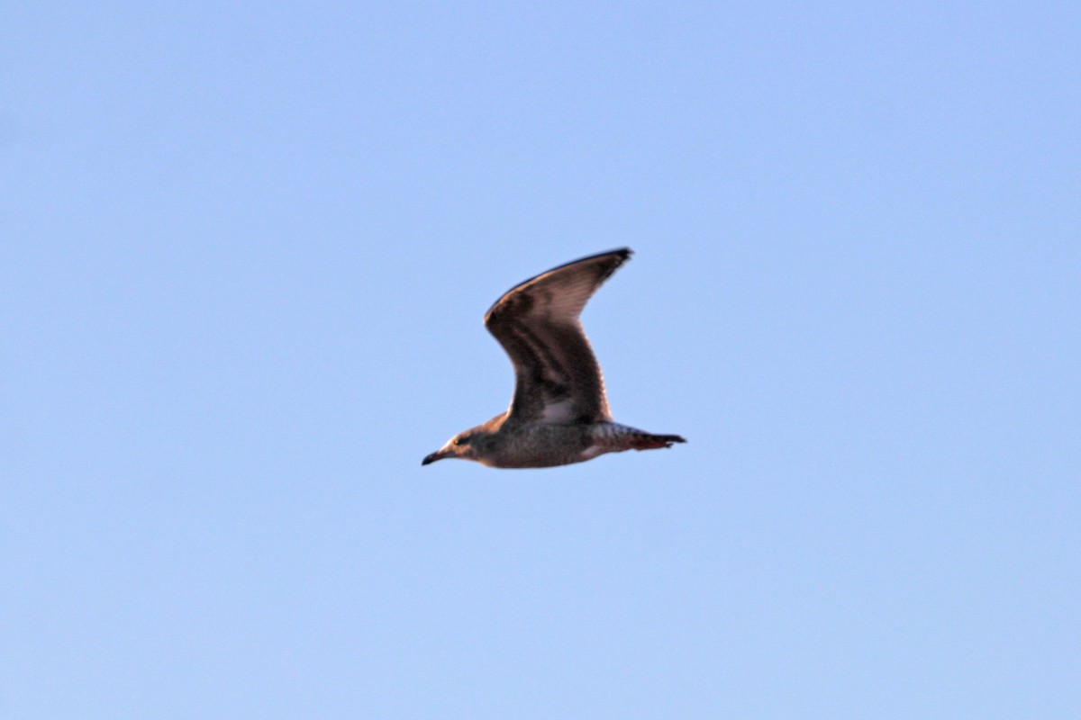 American Herring Gull - ML645272551