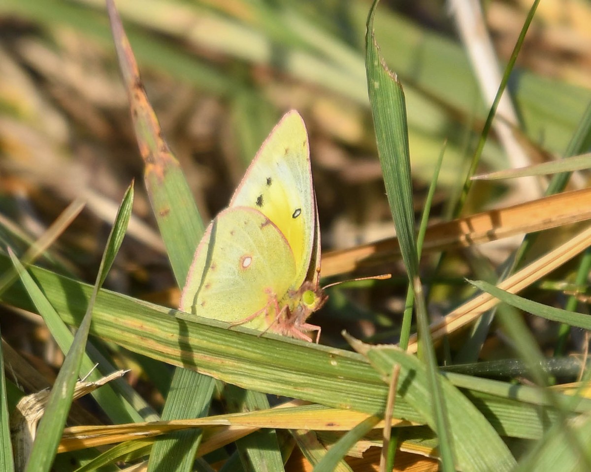 Animals - ML645272553