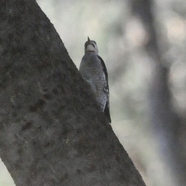 Yellow-bellied x Red-naped Sapsucker (hybrid) - ML645272561
