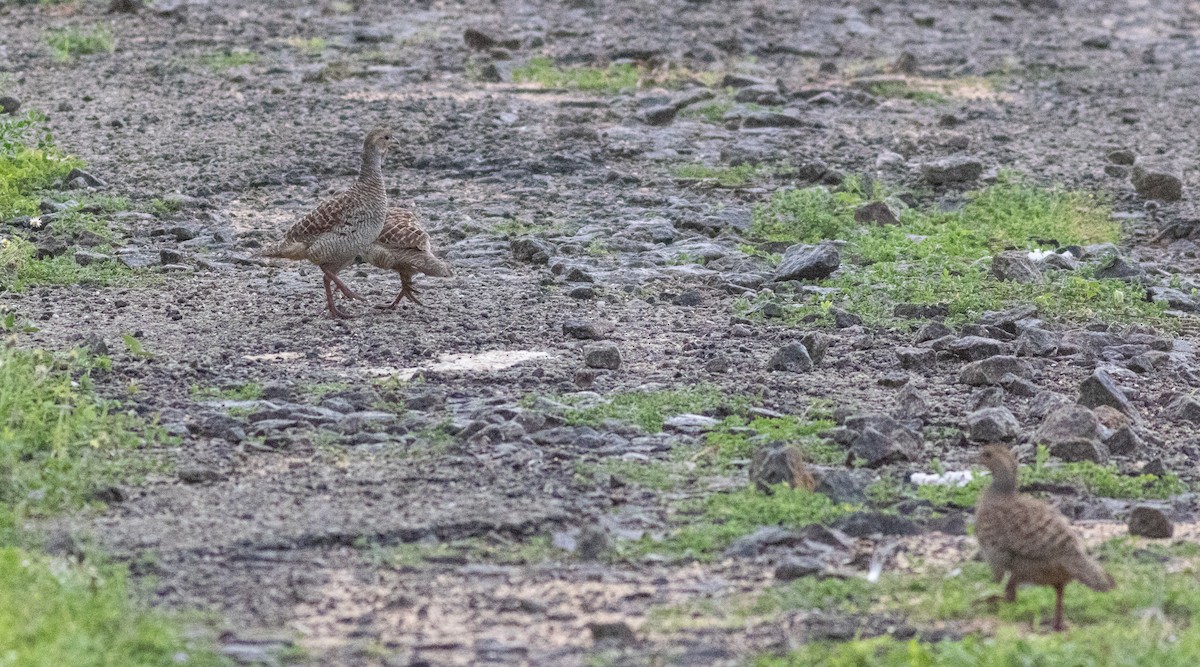 Gray Francolin - ML645272563