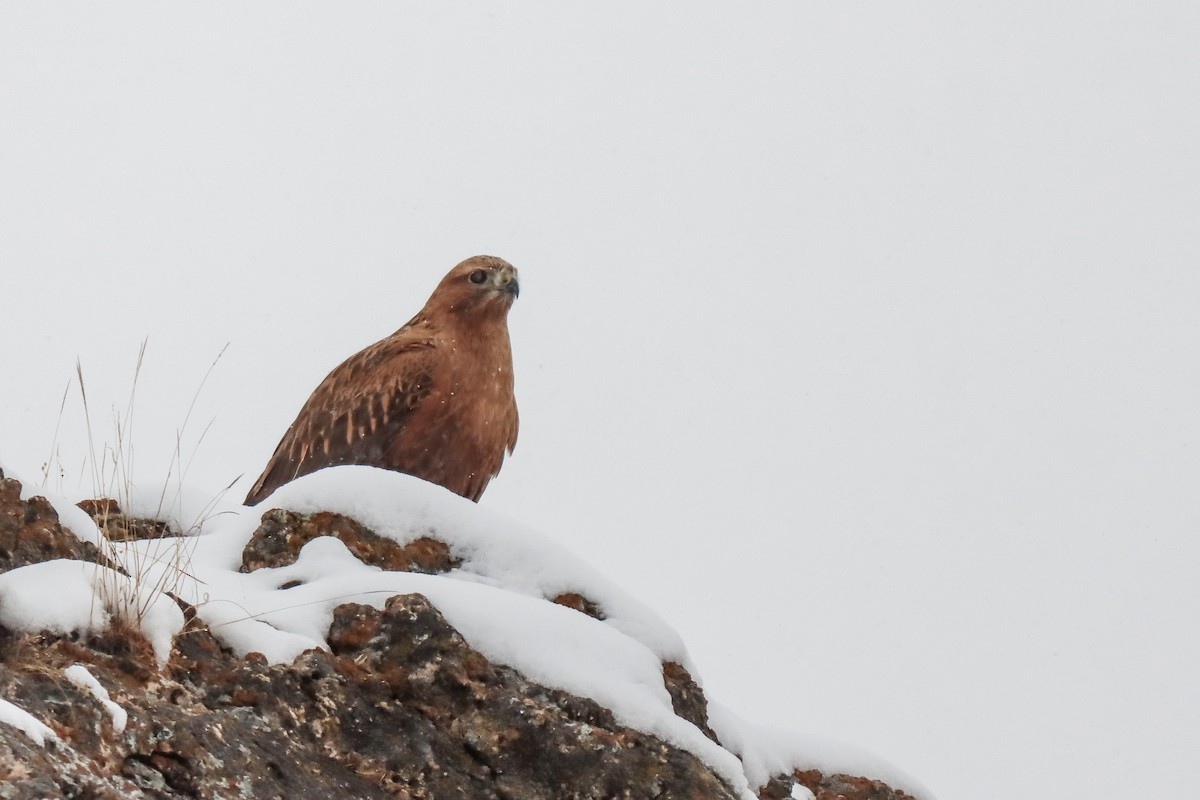 Buse féroce - ML645272566