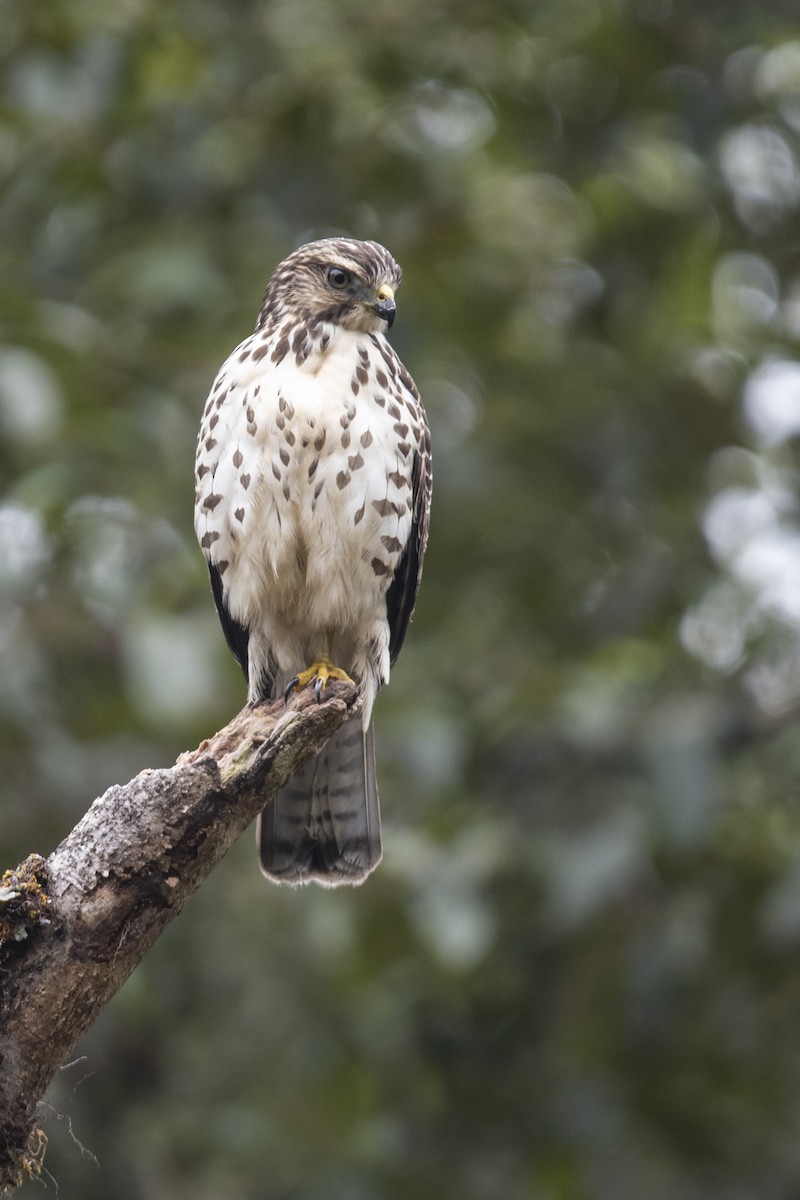 Broad-winged Hawk - ML645272568