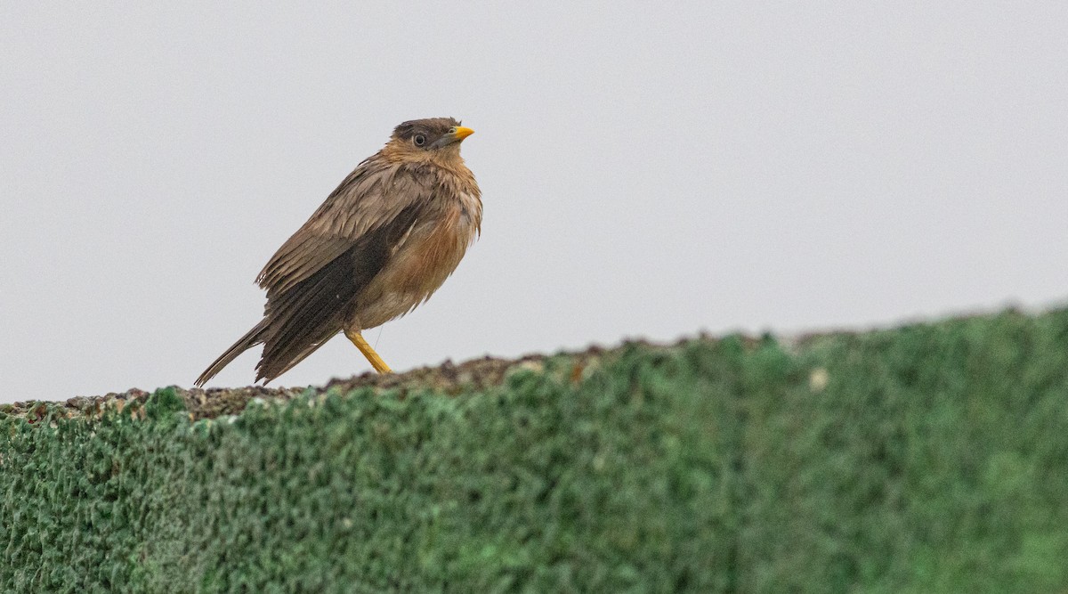 Brahminy Starling - ML645272570