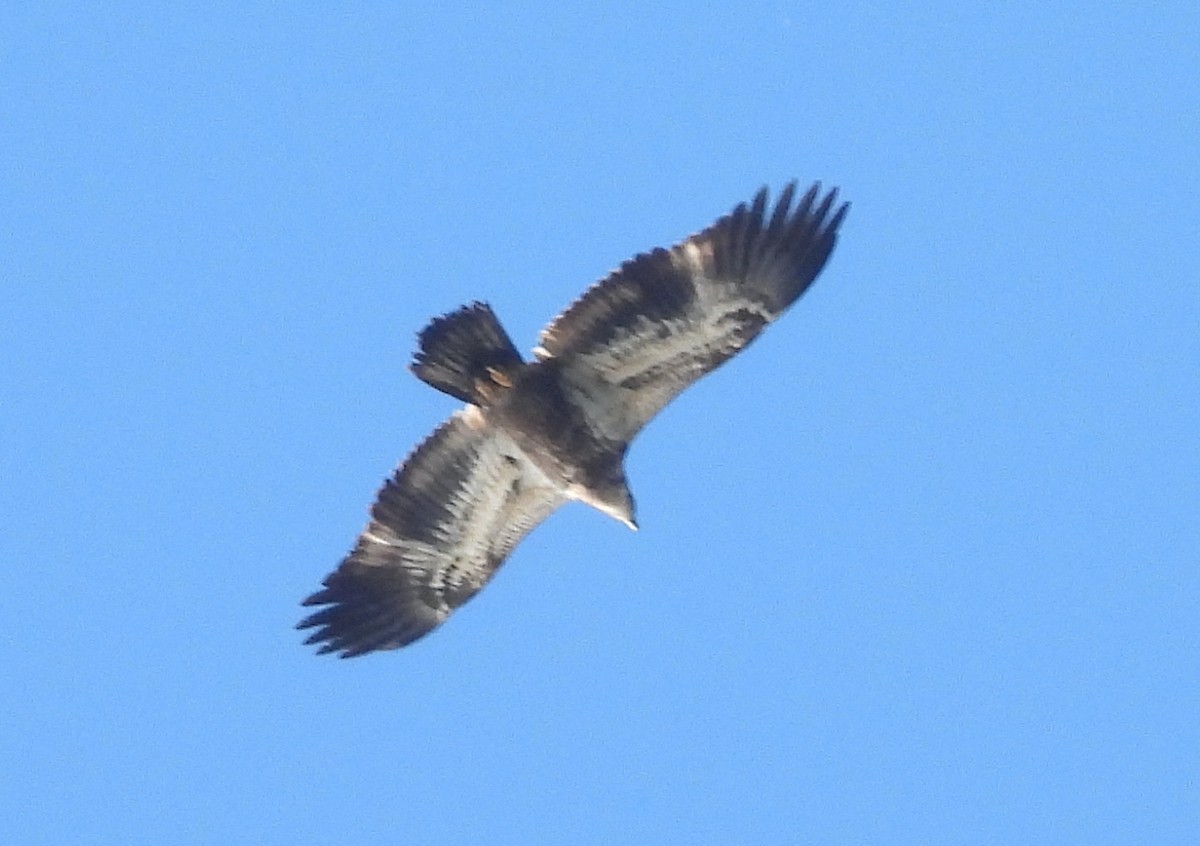 Орлан білоголовий - ML645272572