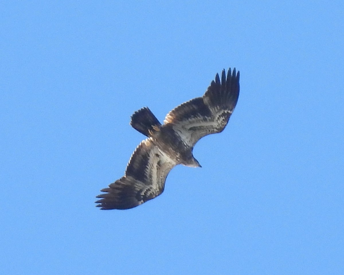 Орлан білоголовий - ML645272573