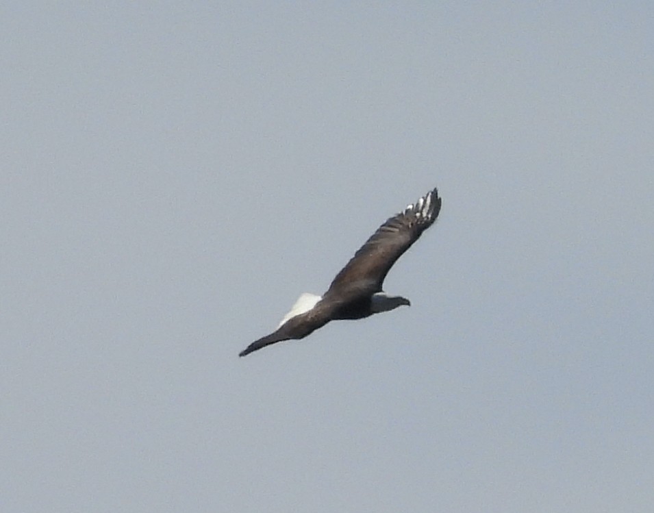 Орлан білоголовий - ML645272574