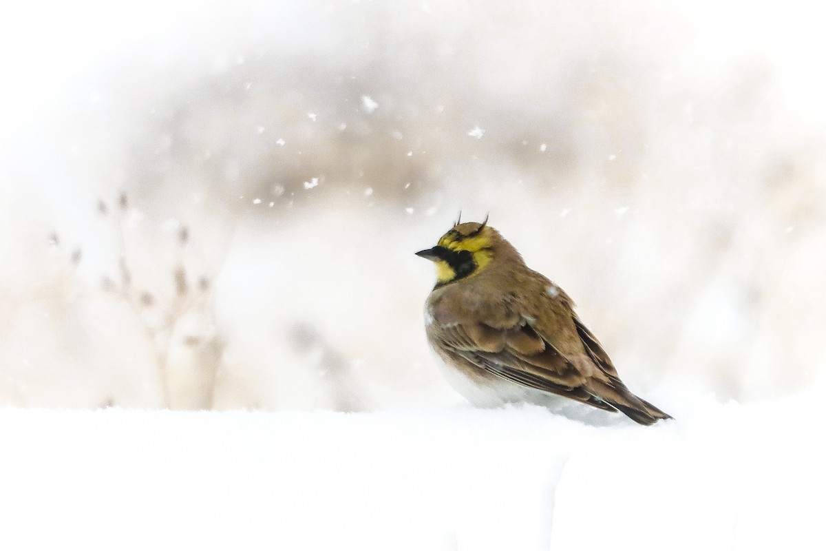 Horned Lark - ML645272575