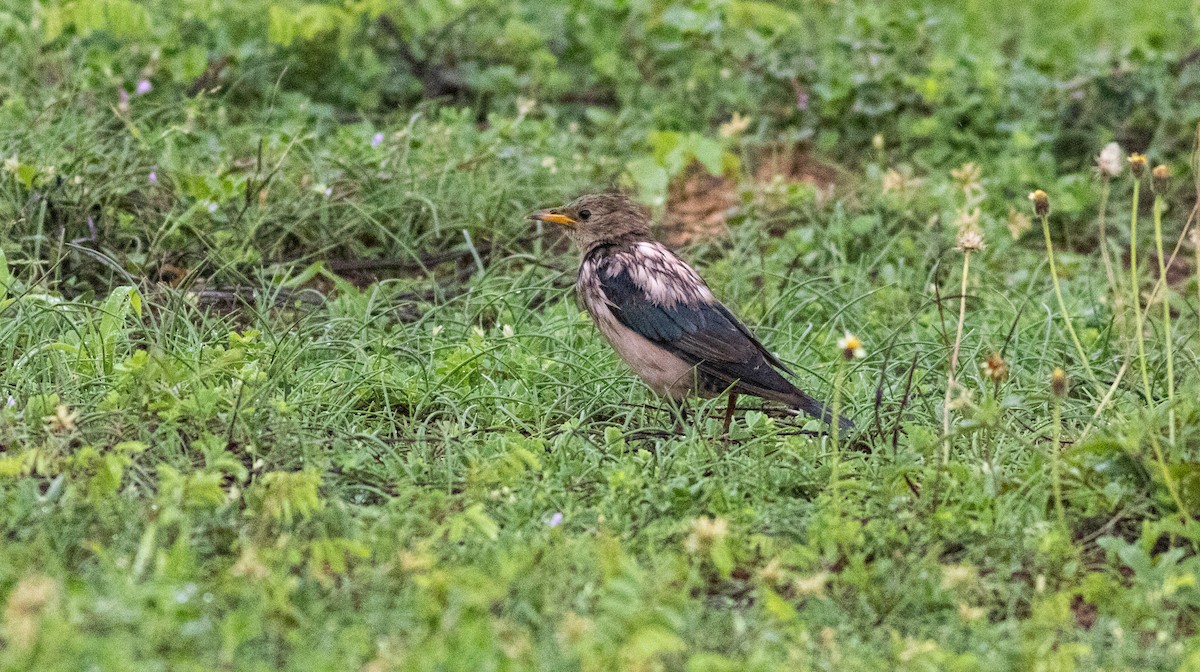 Rosy Starling - ML645272582