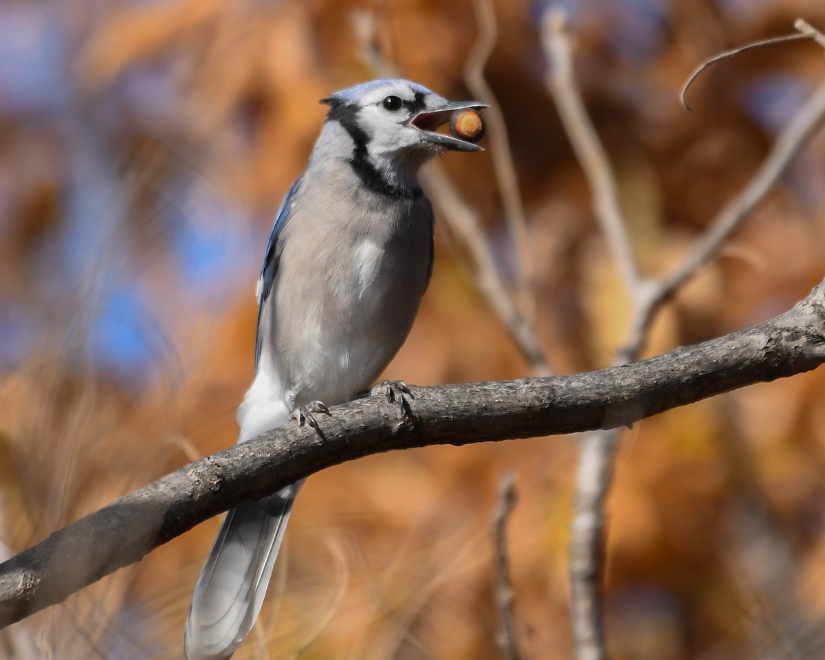 Blue Jay - ML645272585