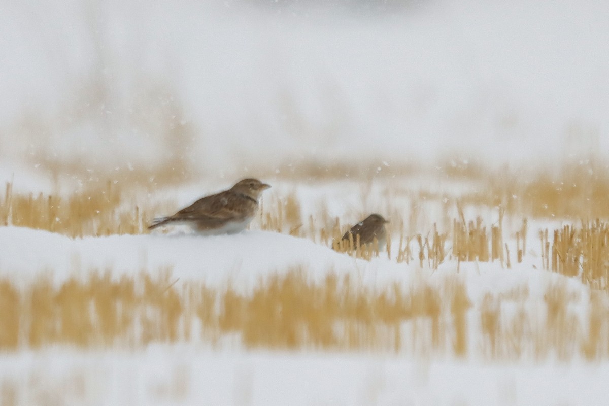 עפרוני ענק - ML645272586