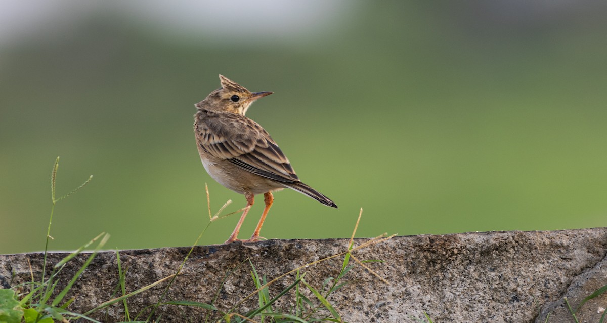 Paddyfield Pipit - ML645272588