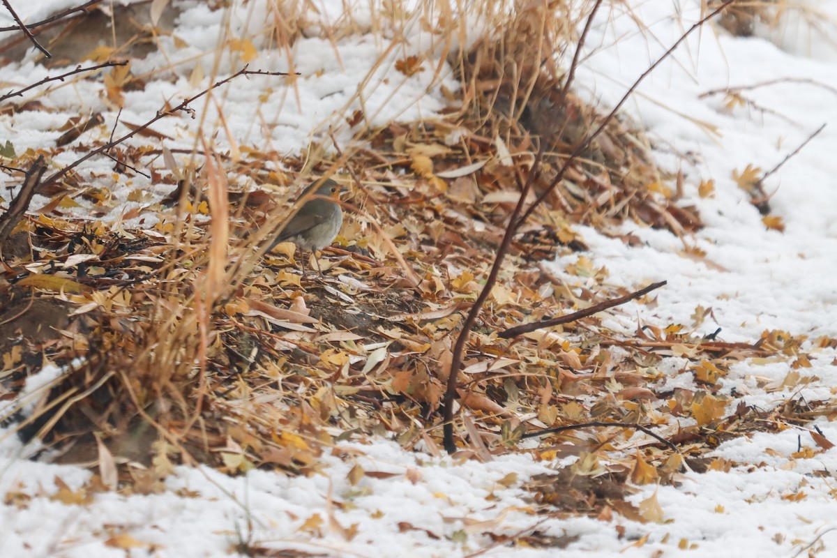 European Robin - ML645272601