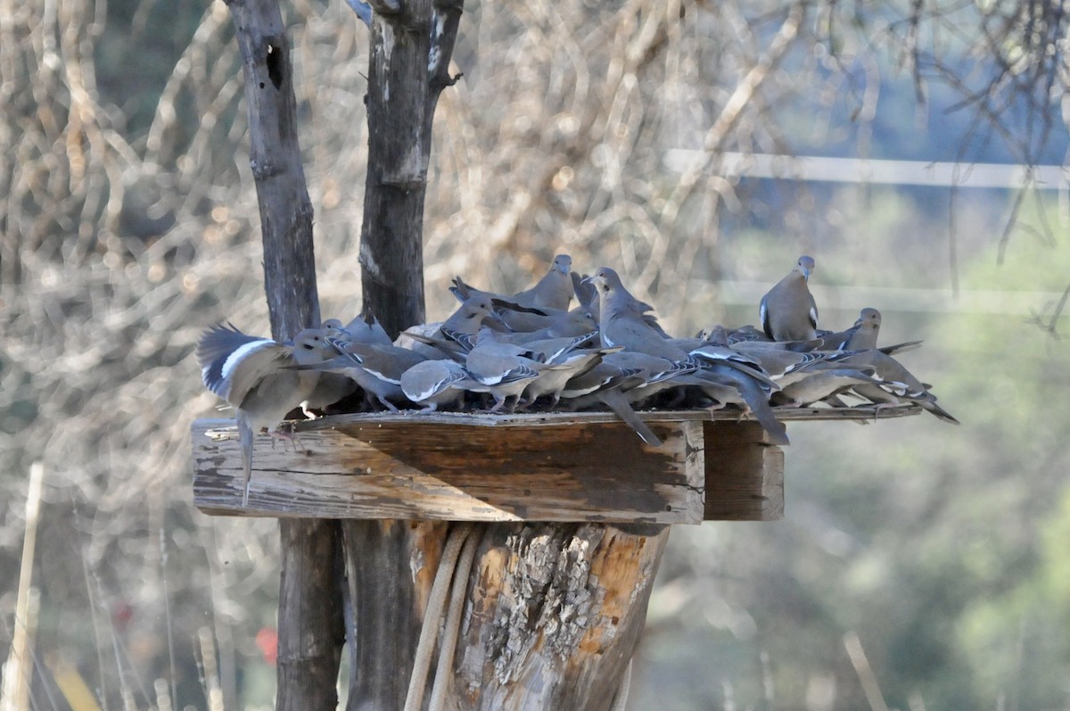 White-winged Dove - ML645272602