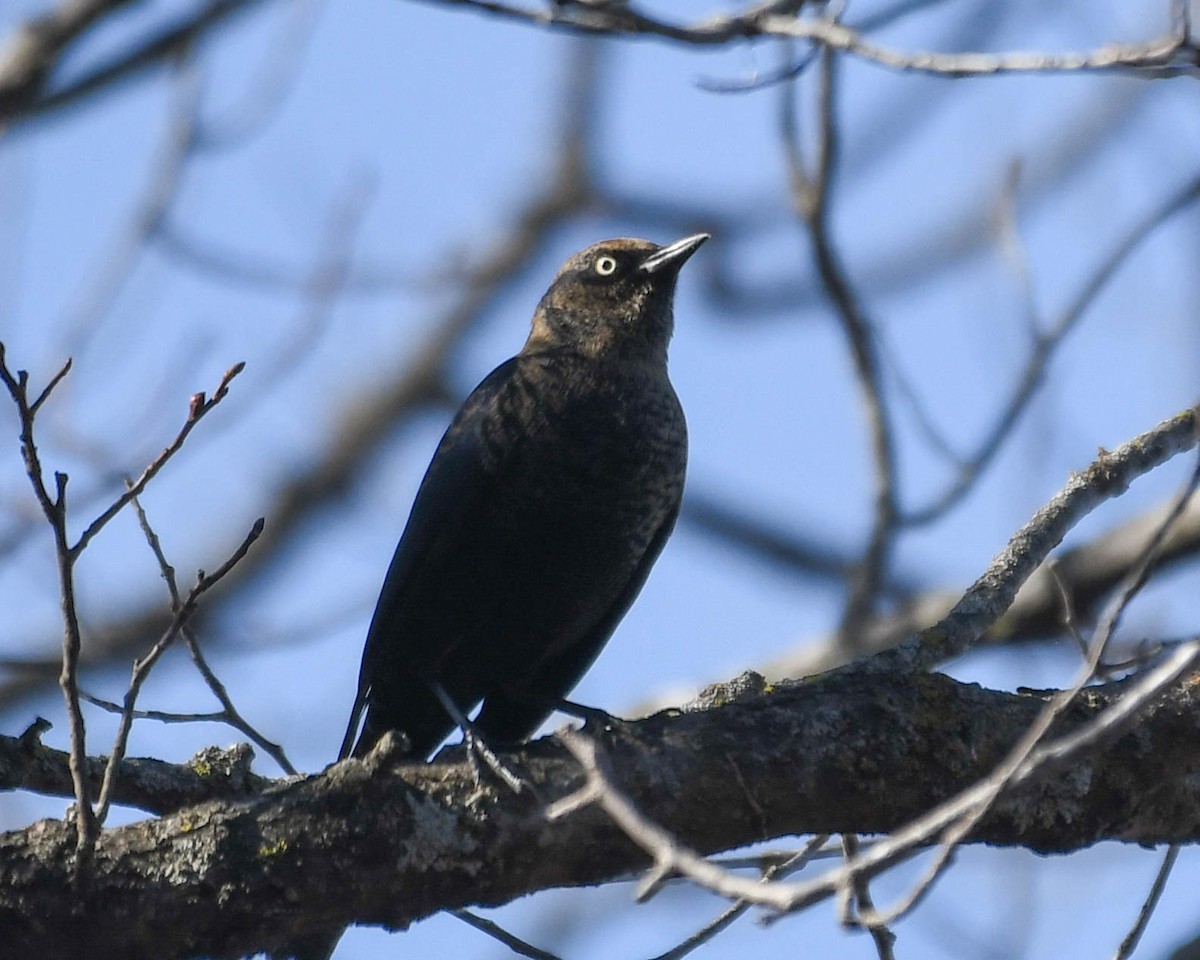 Rusty Blackbird - ML645272606