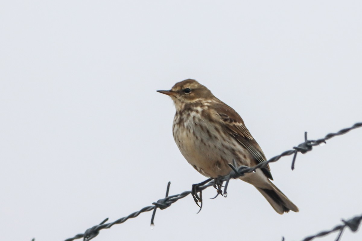 Water Pipit - ML645272608