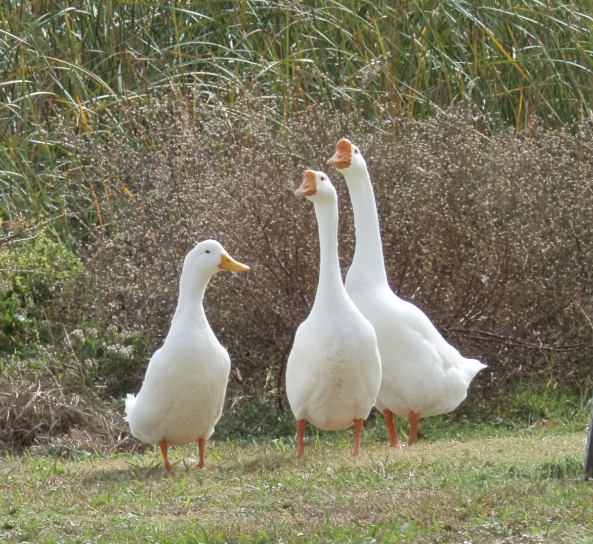 Graylag Goose (Domestic type) - ML645272617