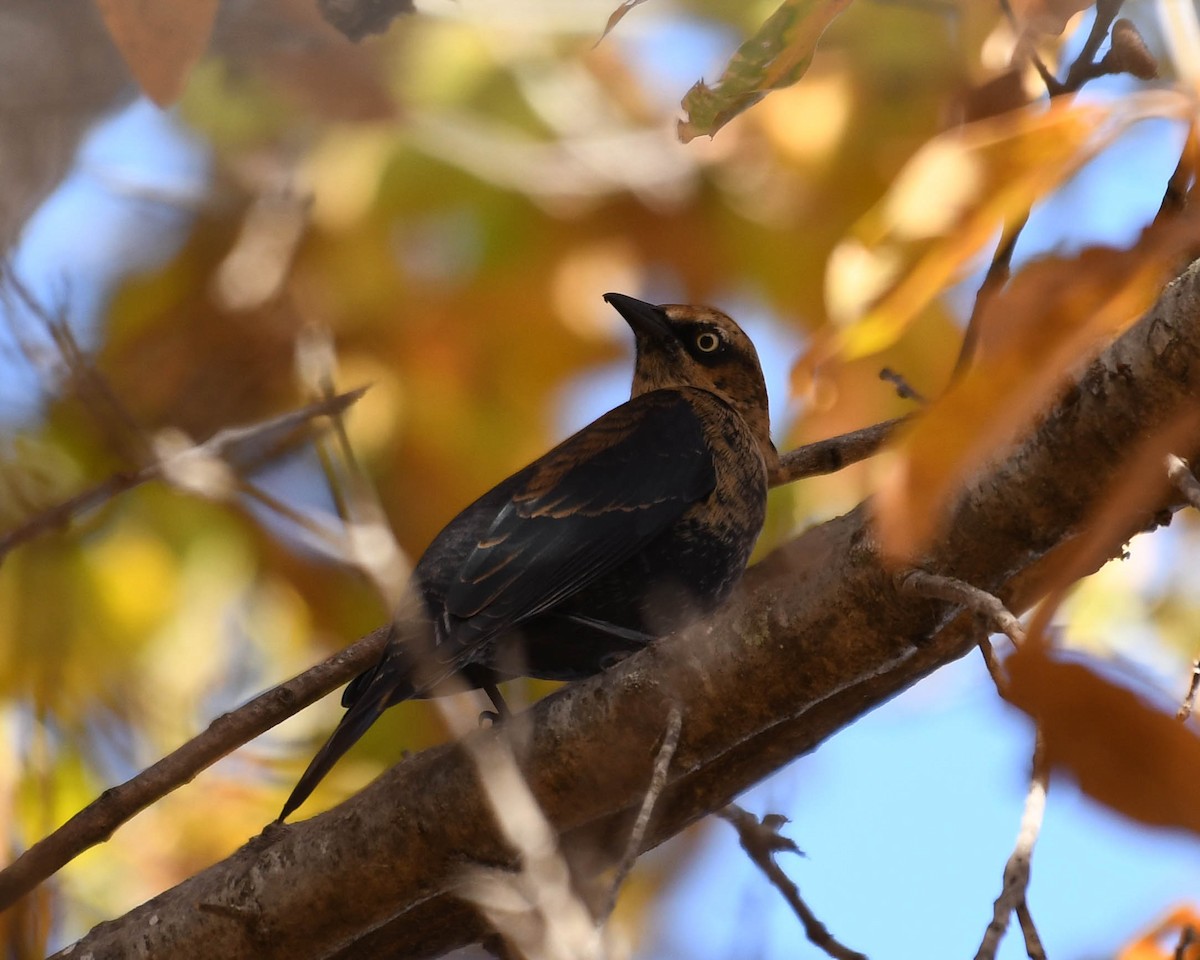 Rusty Blackbird - ML645272634