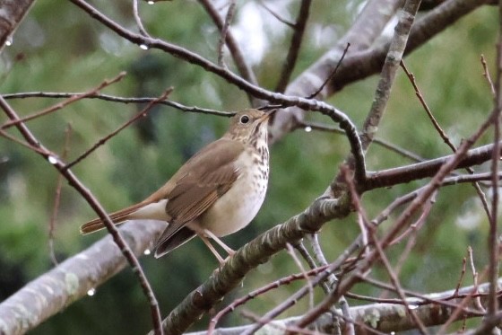 Hermit Thrush - ML645272640