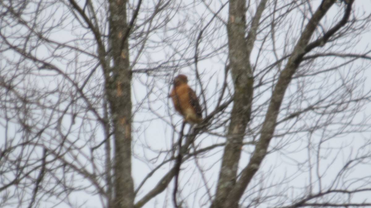 Канюк рудоплечий - ML645272644