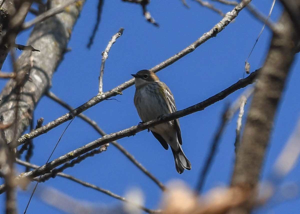 Yellow-rumped Warbler - ML645272645