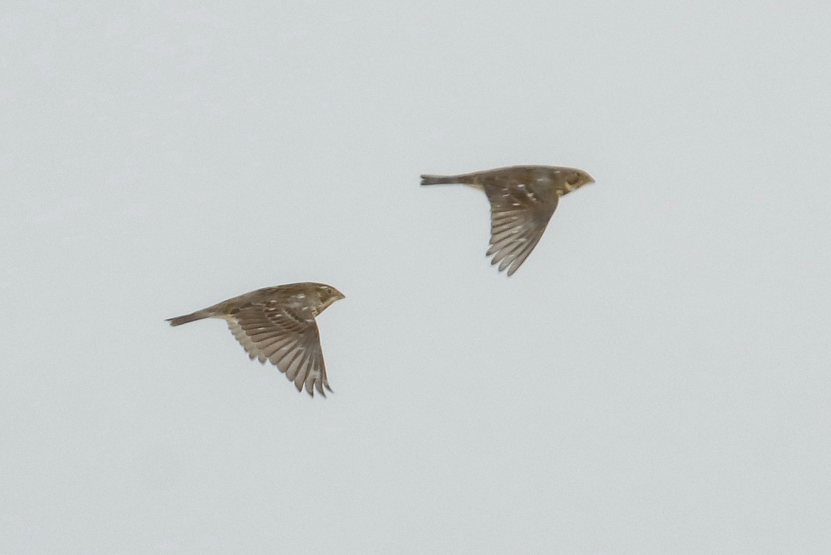 Corn Bunting - ML645272646