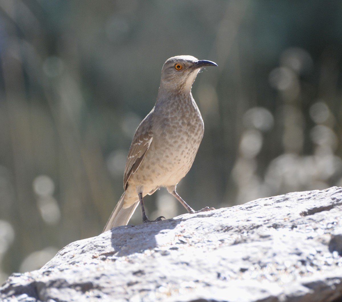 Curve-billed Thrasher - ML645272647