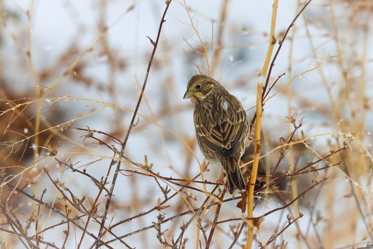 Corn Bunting - ML645272651