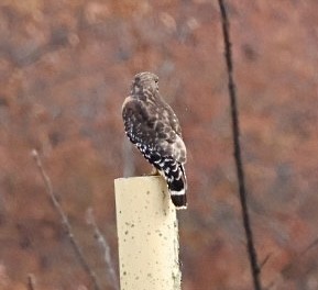 Red-shouldered Hawk - ML645272656