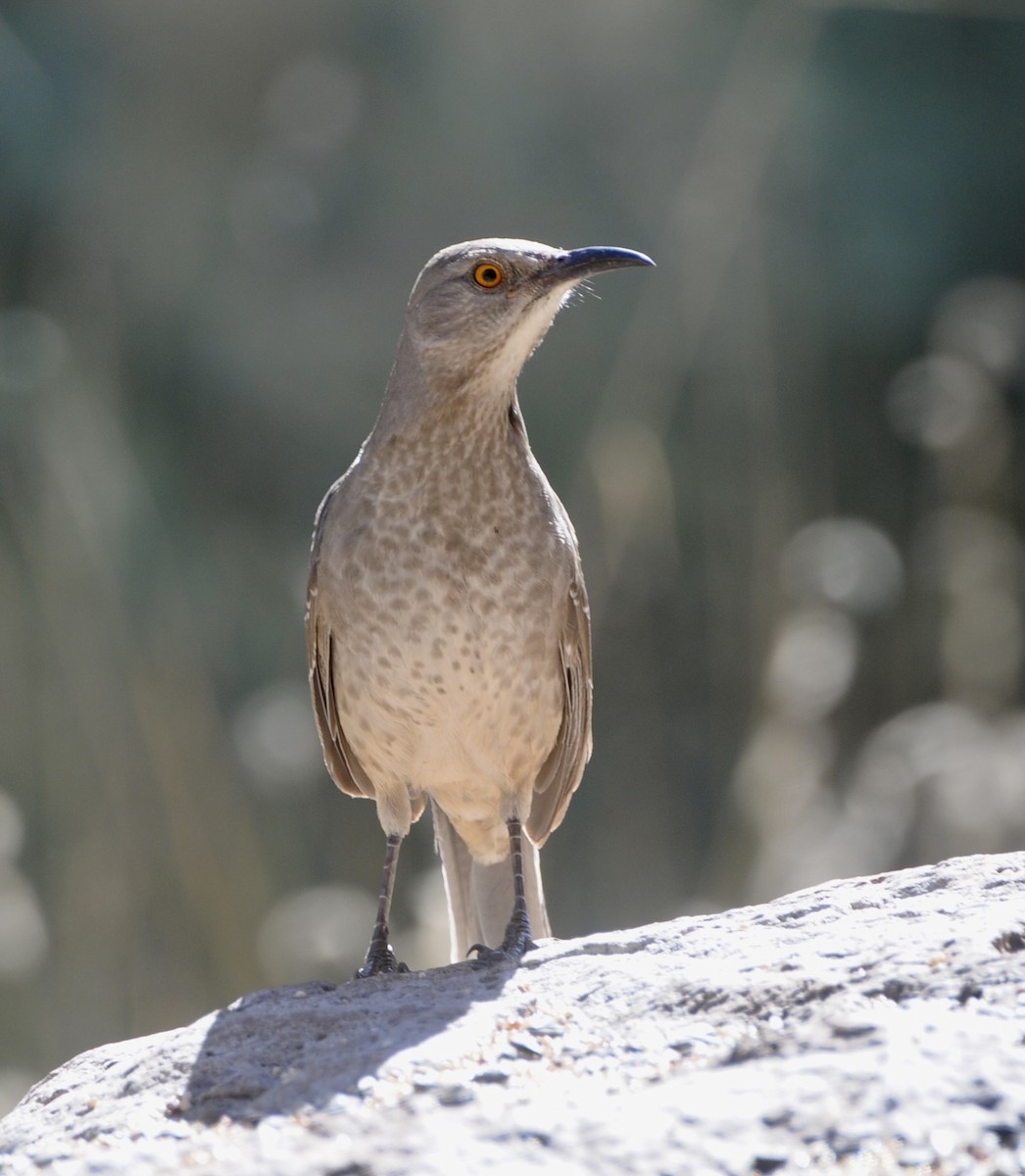 Curve-billed Thrasher - ML645272674