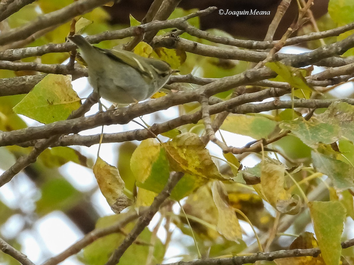 Yellow-browed Warbler - ML645272676