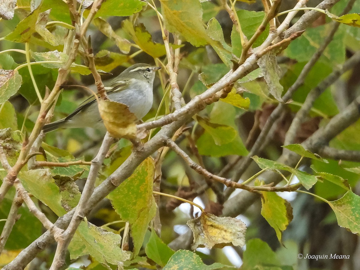 Yellow-browed Warbler - ML645272677
