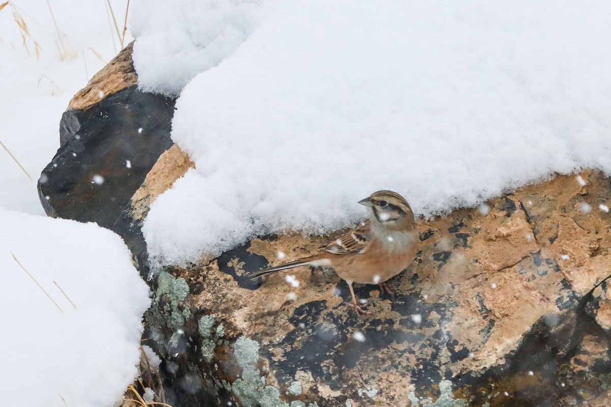 Rock Bunting - ML645272678