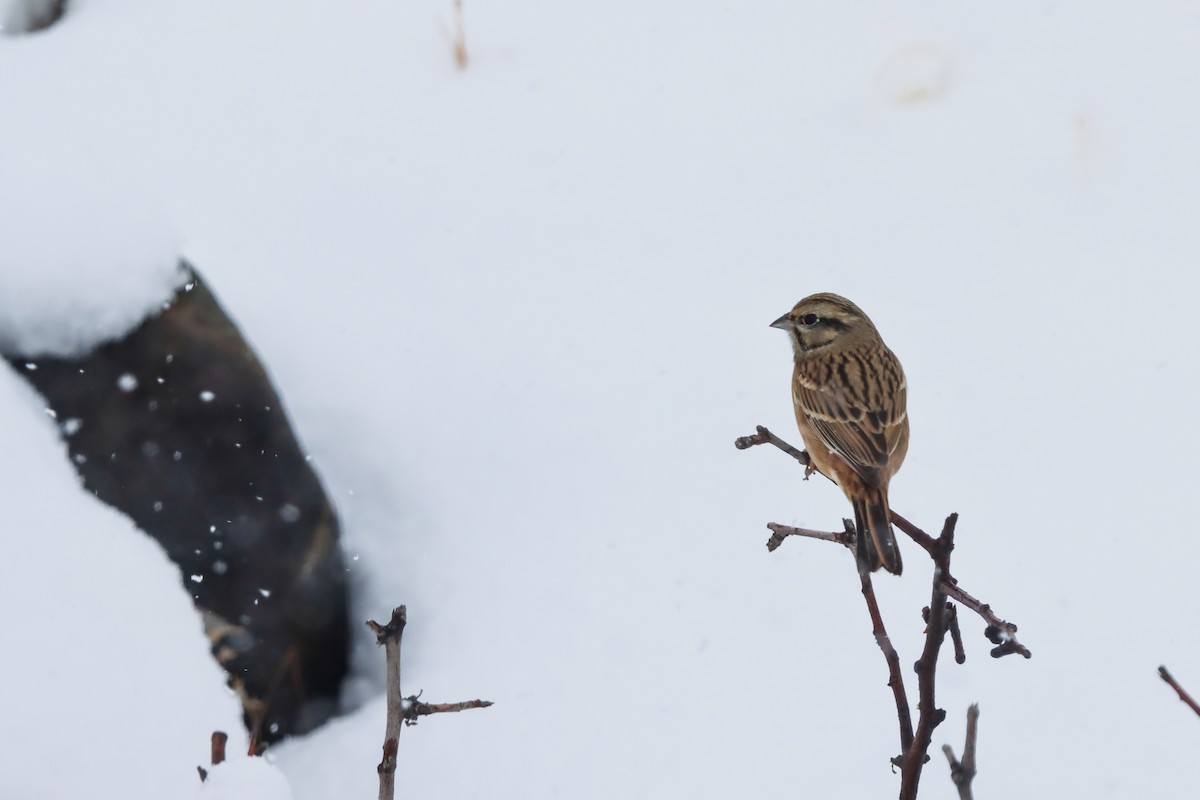 Rock Bunting - ML645272679
