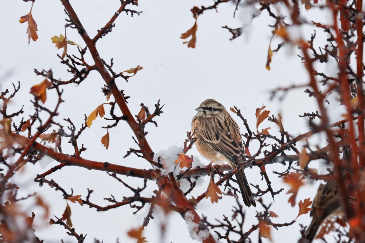 Rock Bunting - ML645272680