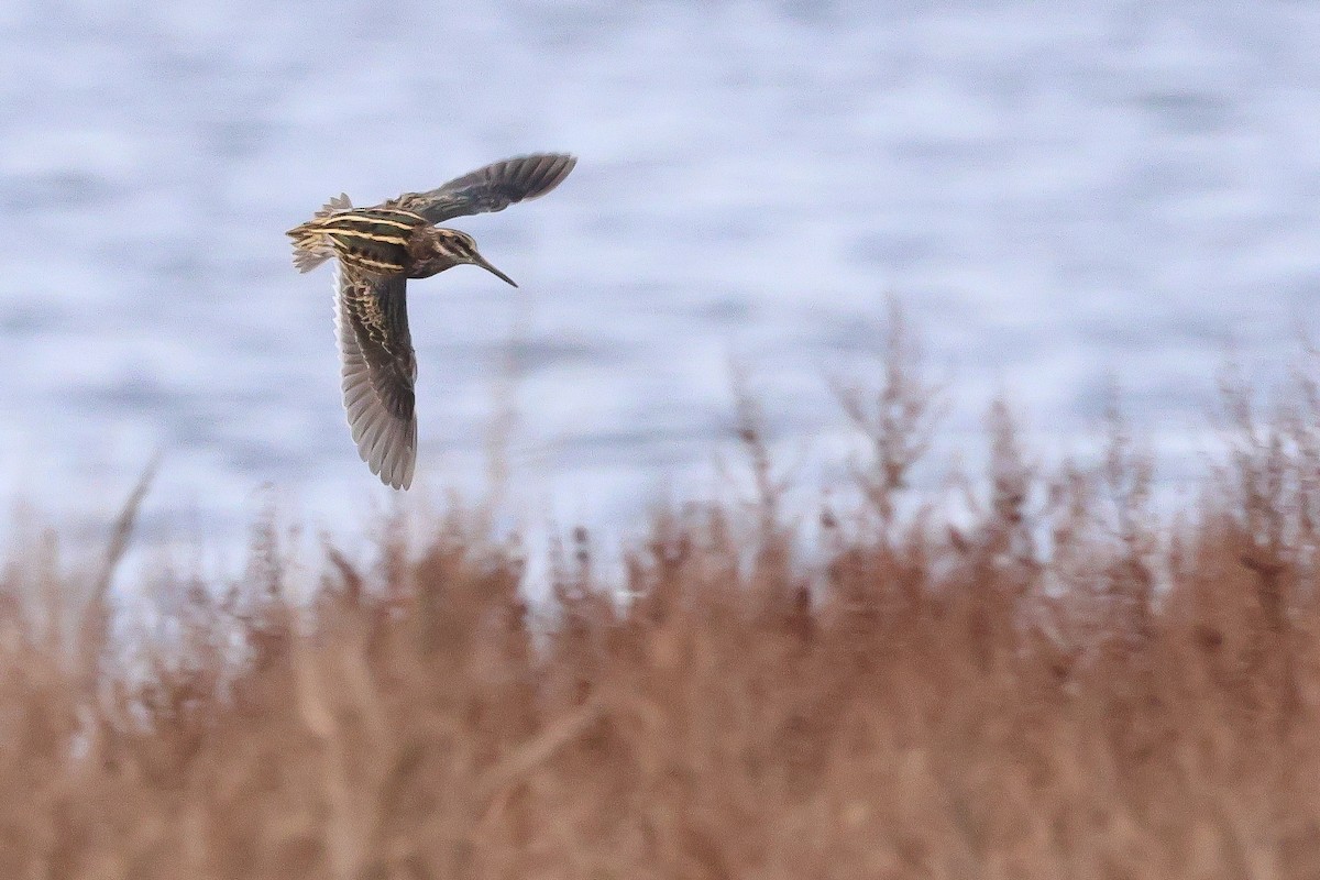 Jack Snipe - ML645272682