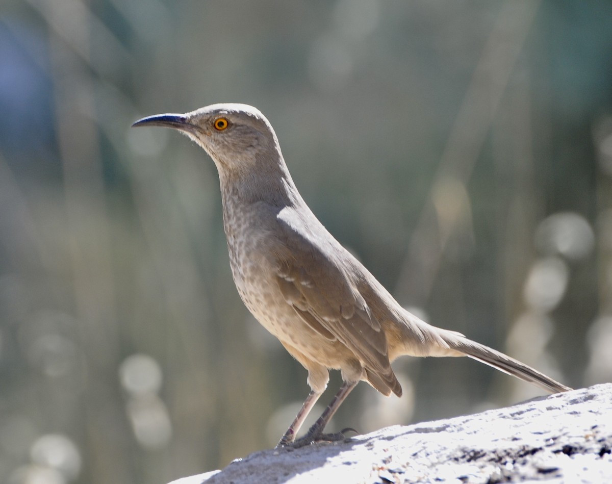 Curve-billed Thrasher - ML645272692