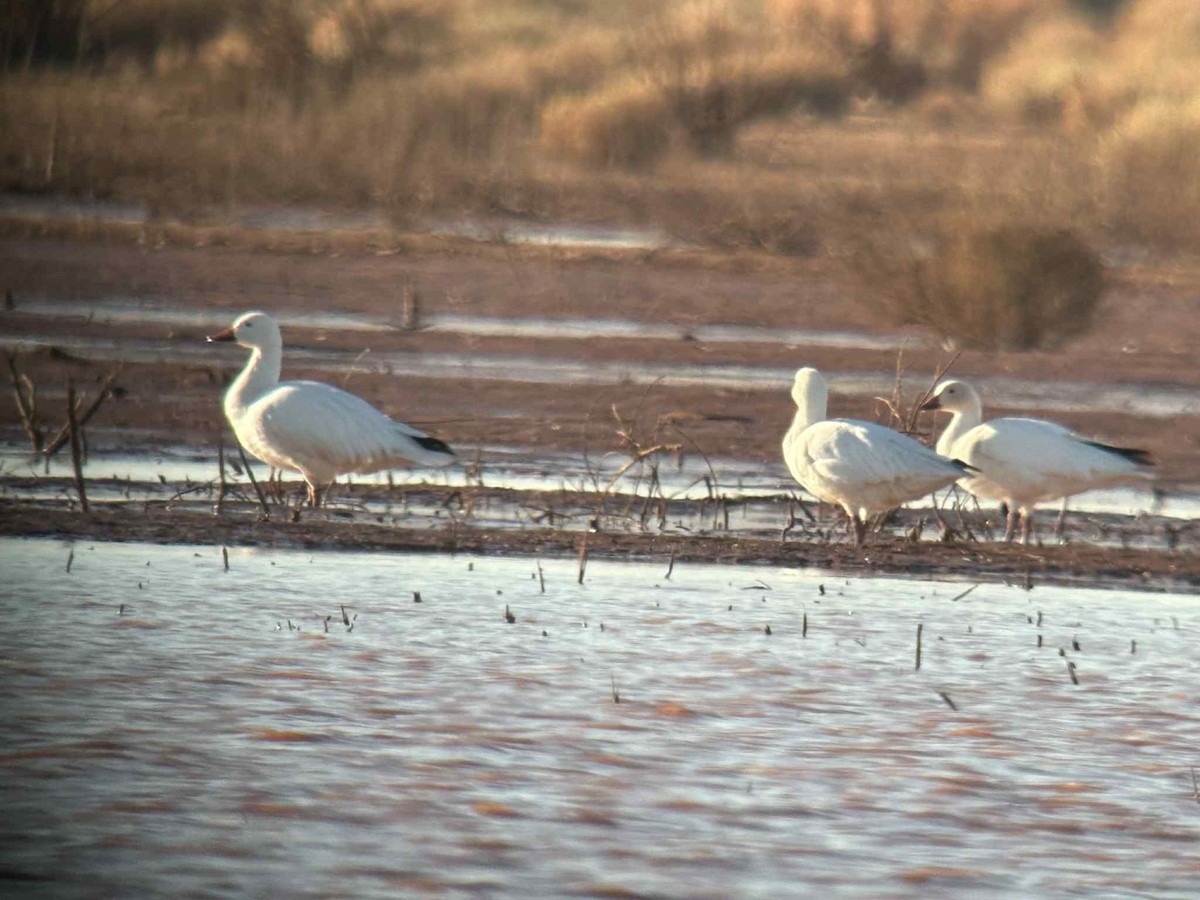 Snow Goose - ML645272703