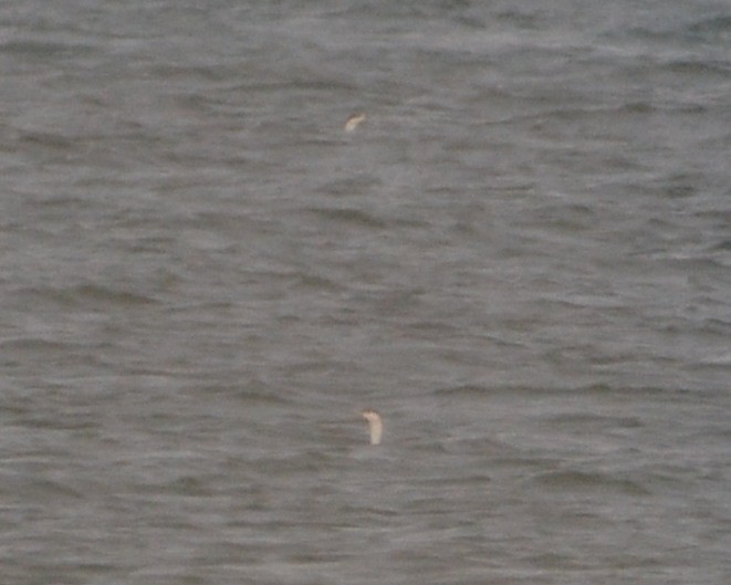 Red-throated Loon - ML645272719