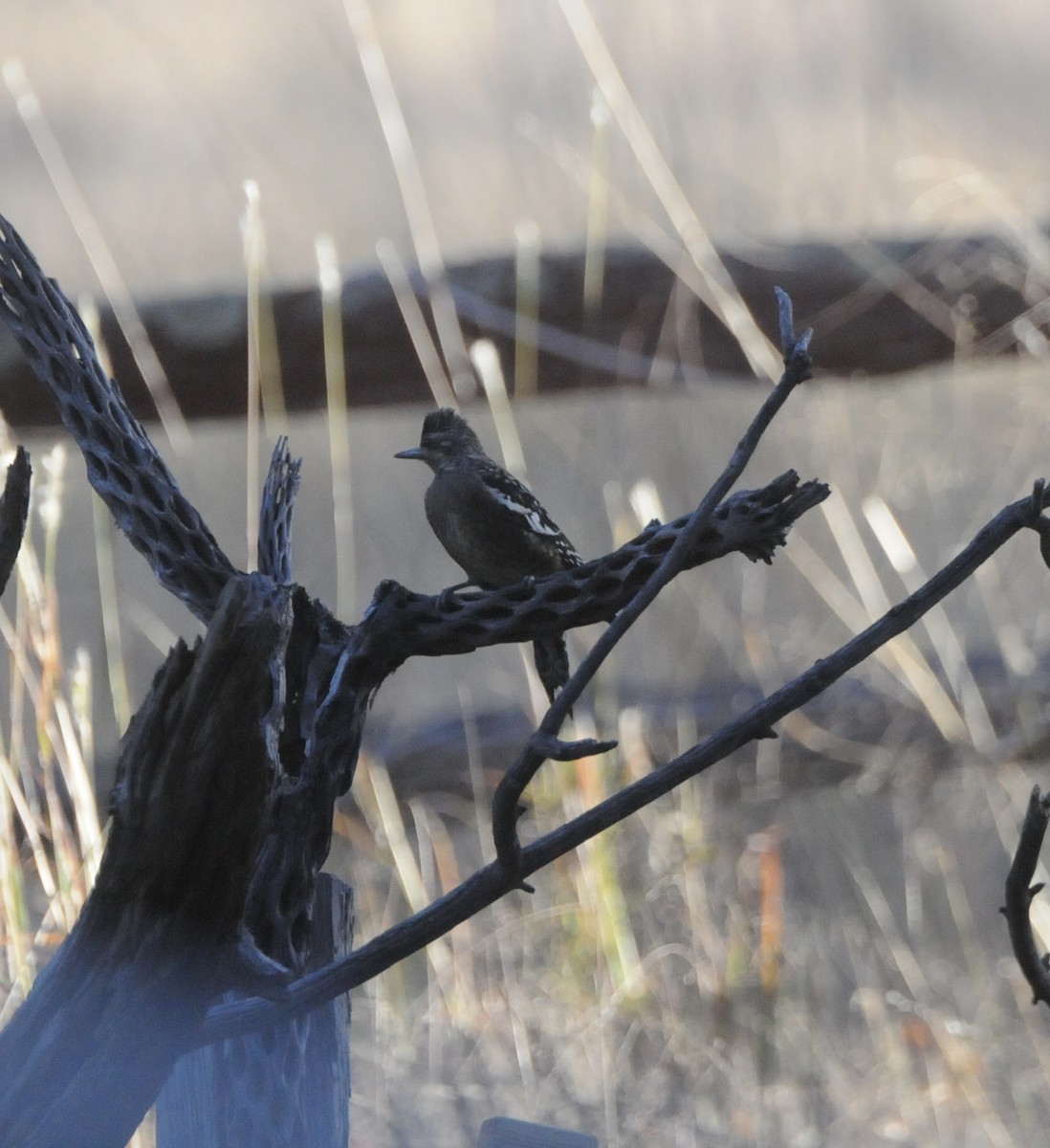 Yellow-bellied Sapsucker - ML645272720