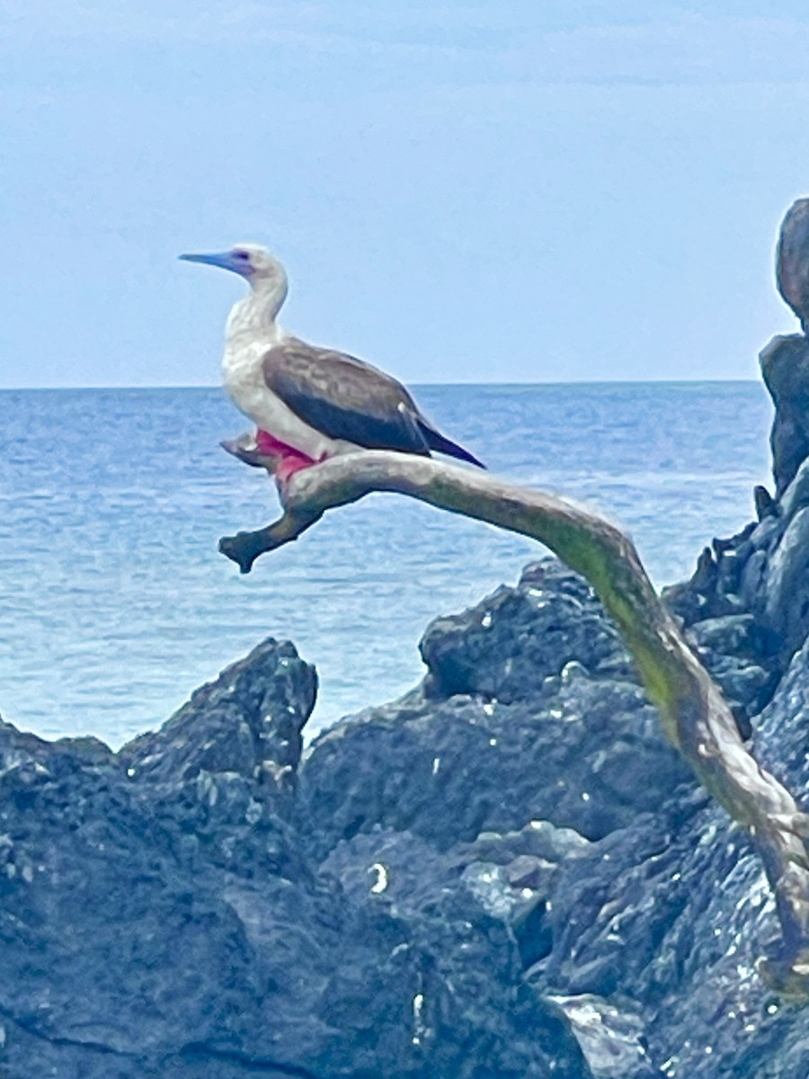 Zanga hankagorria - ML645272721