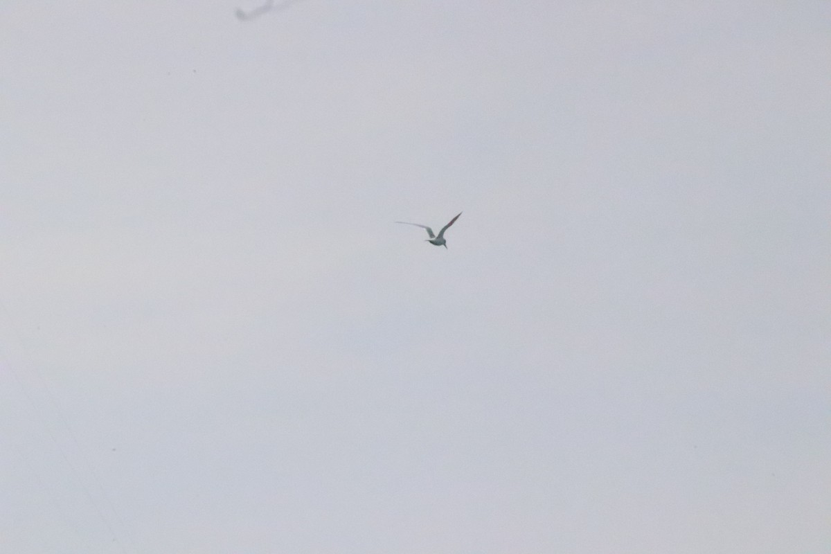 Forster's Tern - ML645272723